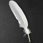 Curved Washed Duck Feathers