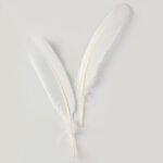 Curved Washed Duck Feathers